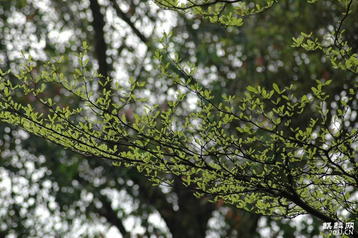 調整大小DSC_3154.JPG