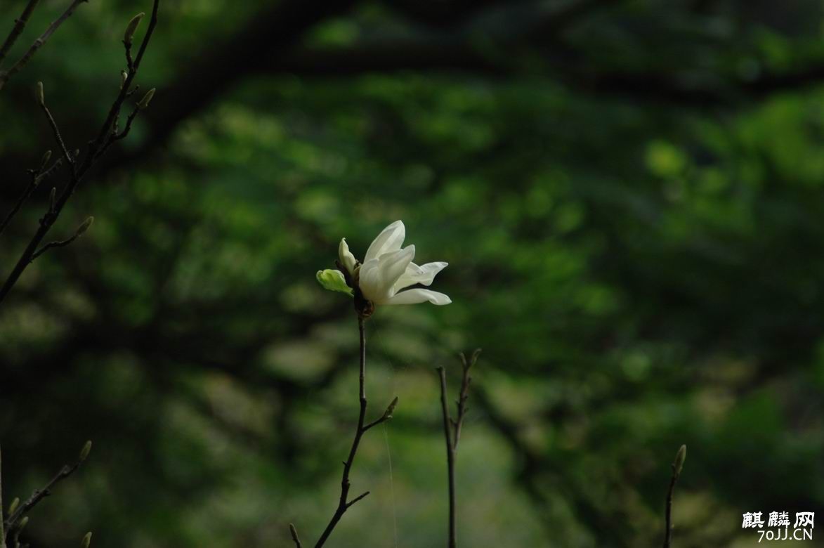 調整大小DSC_3162.JPG